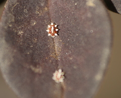 Ceroplastes sinensis