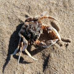Liocarcinus vernalis