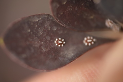 Ceroplastes sinensis