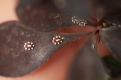 Ceroplastes sinensis