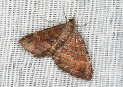 Chrysolarentia bichromata