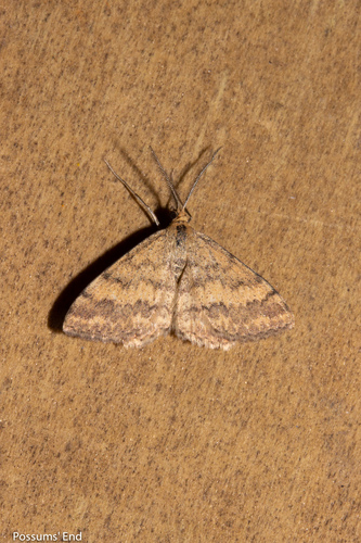 Plantain moth