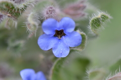 Alkanna tinctoria
