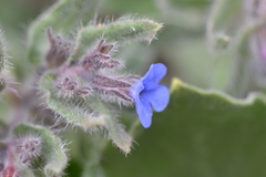 Alkanna tinctoria