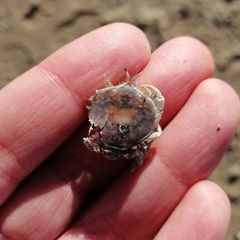 Thia scutellata