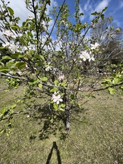 Malus dasyphylla