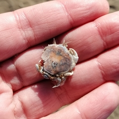 Thia scutellata