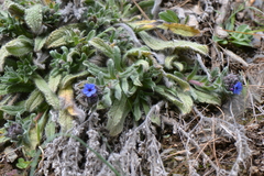 Alkanna tinctoria