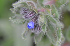 Alkanna tinctoria