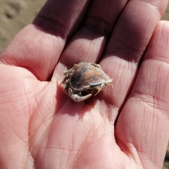 Thia scutellata