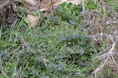 Alkanna tinctoria