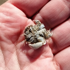 Thia scutellata