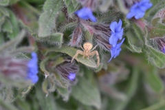 Alkanna tinctoria