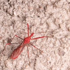 Ricolla quadrispinosa