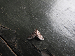 Diasemia accalis