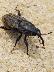 Sphenophorus cariosus