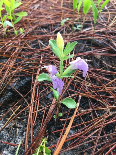 Dyschoriste oblongifolia image