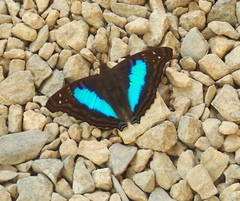Doxocopa laurentia cherubina