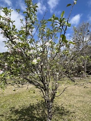 Malus dasyphylla