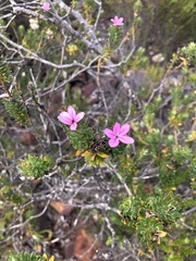 Adenandra gummifera