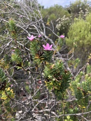 Adenandra gummifera