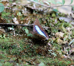 Doxocopa laurentia cherubina