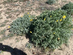 Eschscholzia californica maritima