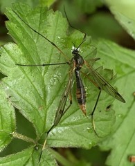Ptychoptera albimana