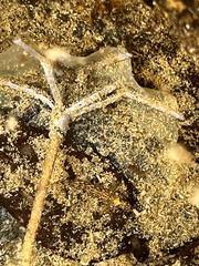 Sphoeroides testudineus