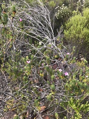 Adenandra gummifera