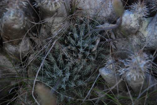 Aloe haworthioides (Aloe haworthioides)