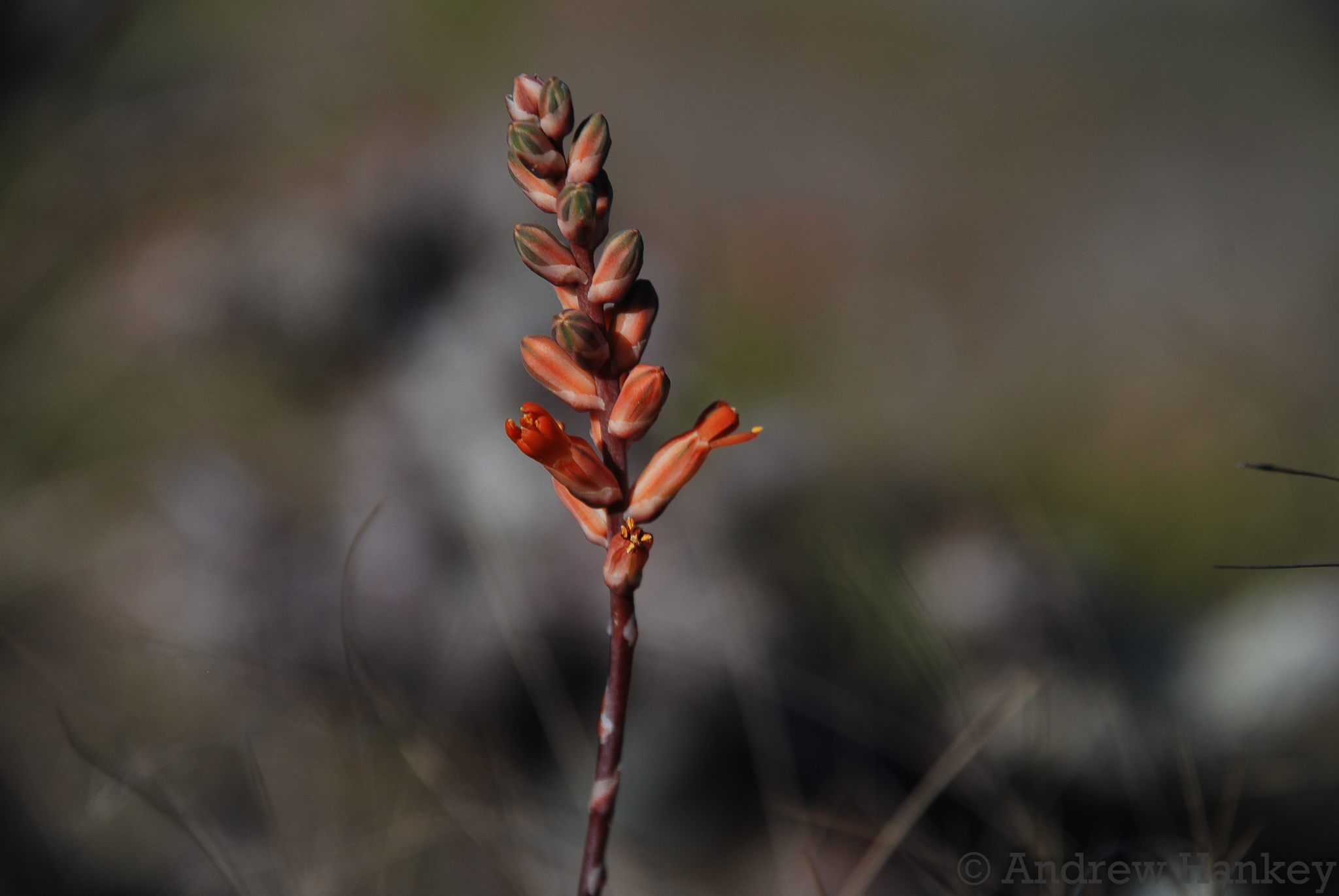 Aloe haworthioides