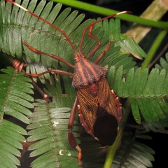 Melucha phyllocnemis