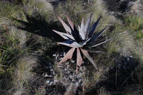 Aloe capitata (Aloe capitata)