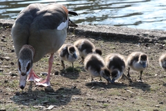 Alopochen aegyptiaca