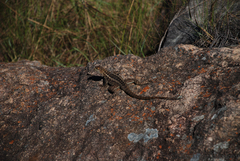 Oplurus quadrimaculatus