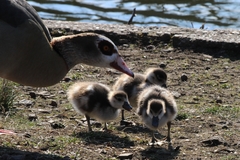 Alopochen aegyptiaca