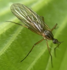 Empis trigramma