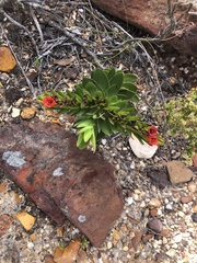 Lobostemon sanguineus