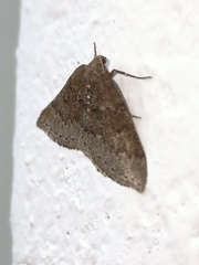 Aleucis distinctata