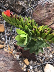 Lobostemon sanguineus