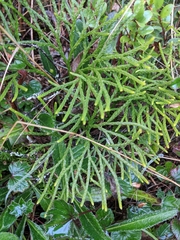 Diphasiastrum thyoides