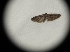 Eupithecia oxycedrata