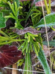 Diphasiastrum thyoides