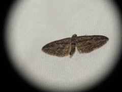 Eupithecia oxycedrata