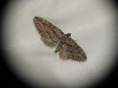 Eupithecia oxycedrata