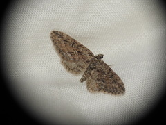 Eupithecia oxycedrata
