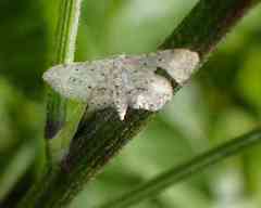 Idaea atlantica