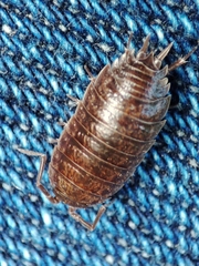 Porcellio dispar