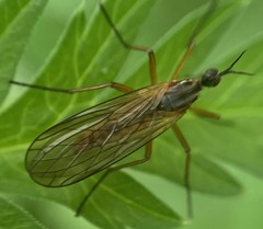 Empis trigramma